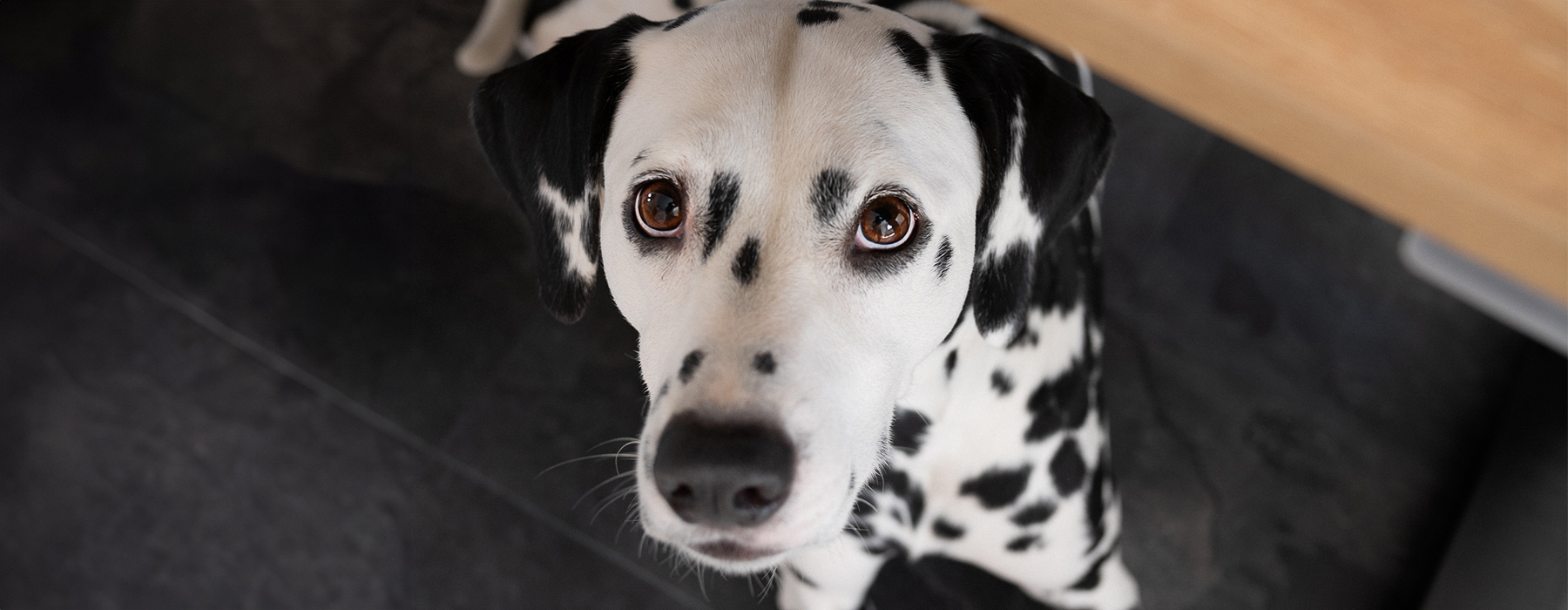 Hunde im Büro
